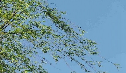 9條細(xì)則！《廣西壯族自治區(qū)污染環(huán)境類違法案件生態(tài)環(huán)境損害顯著輕微認(rèn)定細(xì)則》施行中 